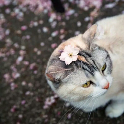 樱花和猫