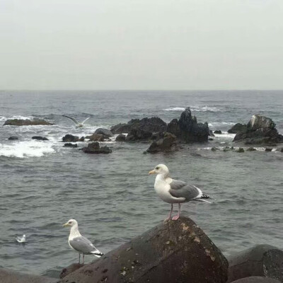 背景图 海鸟