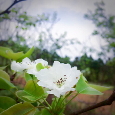 一树梨花压海棠。