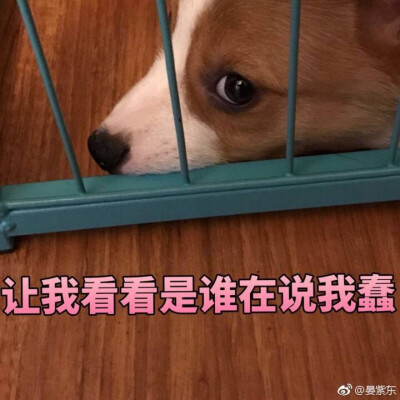 晏紫东的小宝贝 大帅