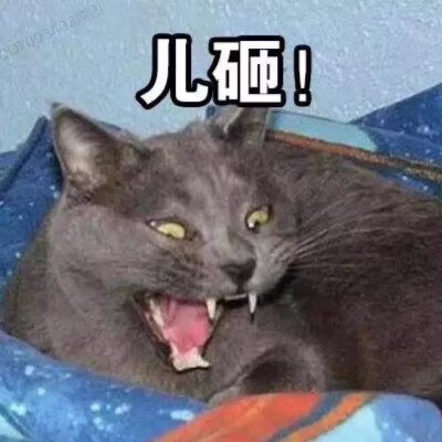 猫猫