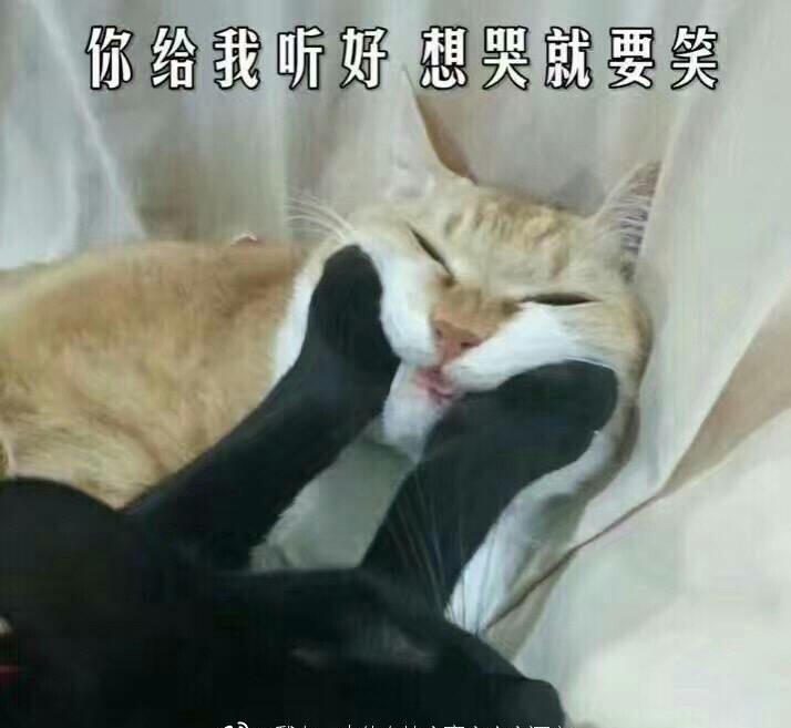 猫猫