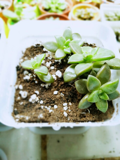 多肉植物