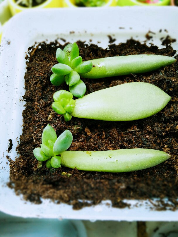 多肉植物