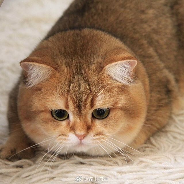 我不胖，只是脸有点大。（ins：jimmysatoria） ​​​​