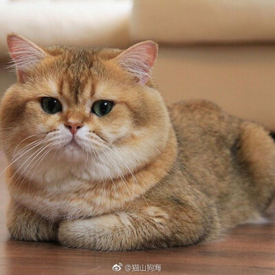 我不胖，只是脸有点大。（ins：jimmysatoria） ​​​​