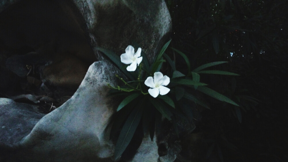 路边的小白花