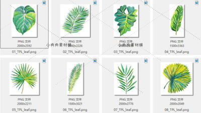 绿色手绘水彩热带植物树叶龟背棕榈图案背景PNG设计素材png201