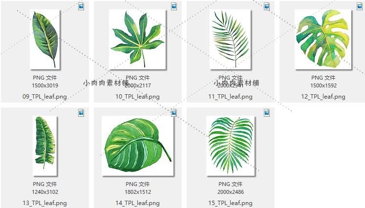 绿色手绘水彩热带植物树叶龟背棕榈图案背景PNG设计素材png201