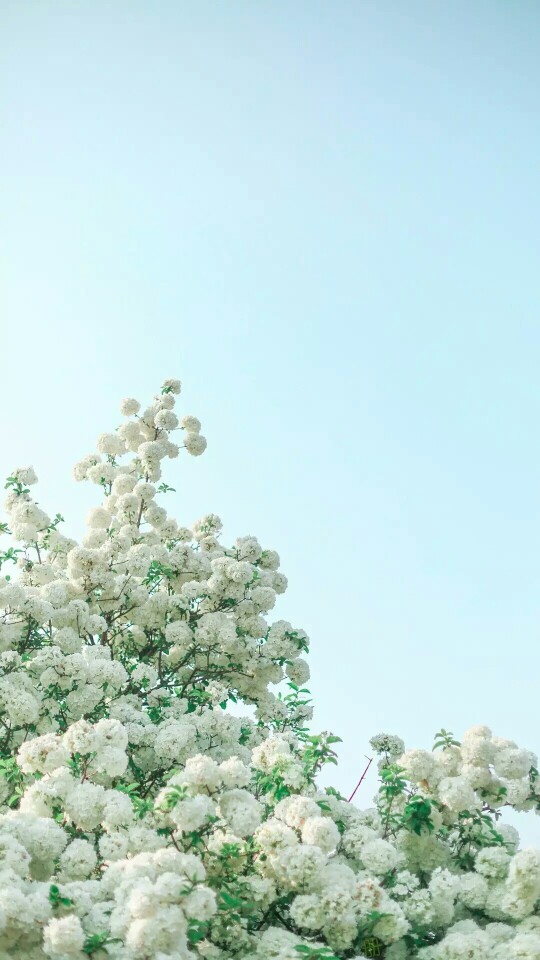 『一花一叶一世界』白绣球花、唯美意境小清新植物壁纸
绿色的世界充满希望 ―― 橙屿兮。
ps:抱图点赞Yeah~