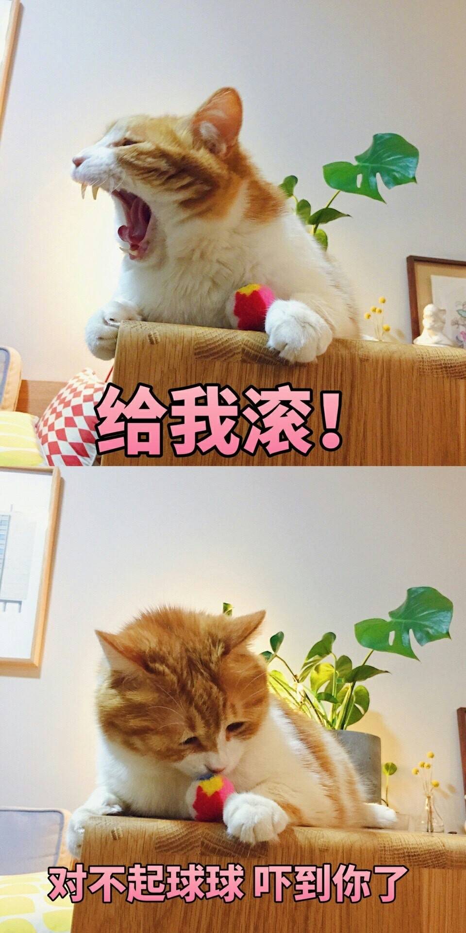 宠球球的猫日.