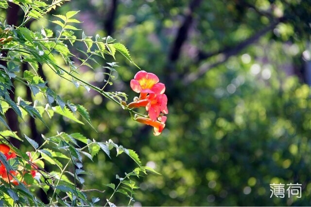 阳光下的花儿~