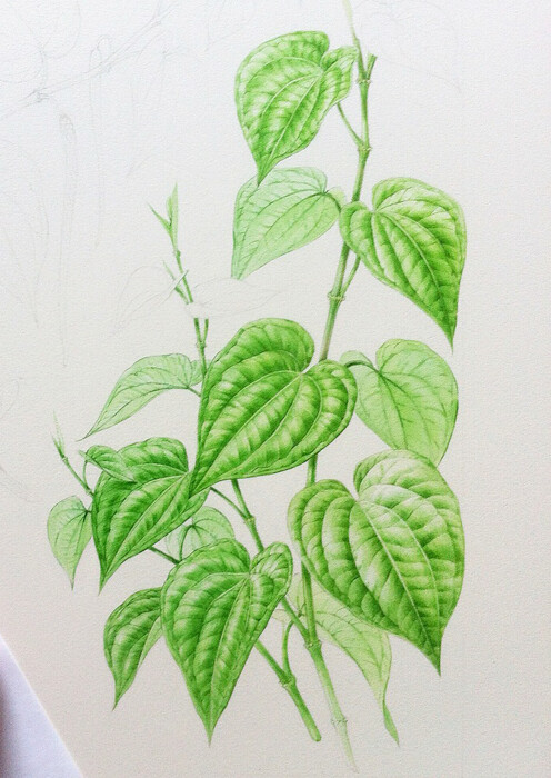 花卉 彩铅 手绘 插画