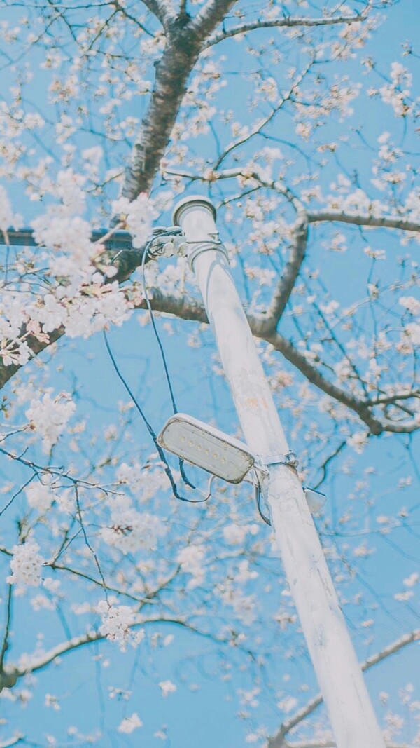 春景 花季 雨季 蓝空