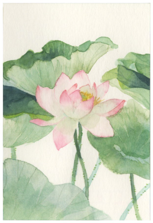 来自微博―@芦花太郎   水彩 植物 手绘 插画