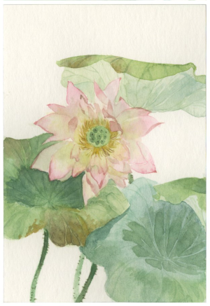 来自微博―@芦花太郎   水彩 植物 手绘 插画