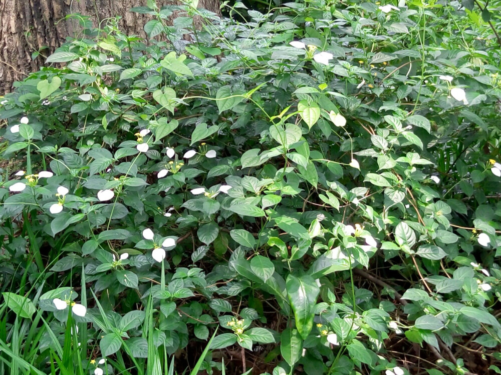 这棵植物的叶子也有白白的东西，不知道是不是像“可以吃的叶子”一样。没有试，只是摸了一下，感觉叶子没有变厚……应该不是。