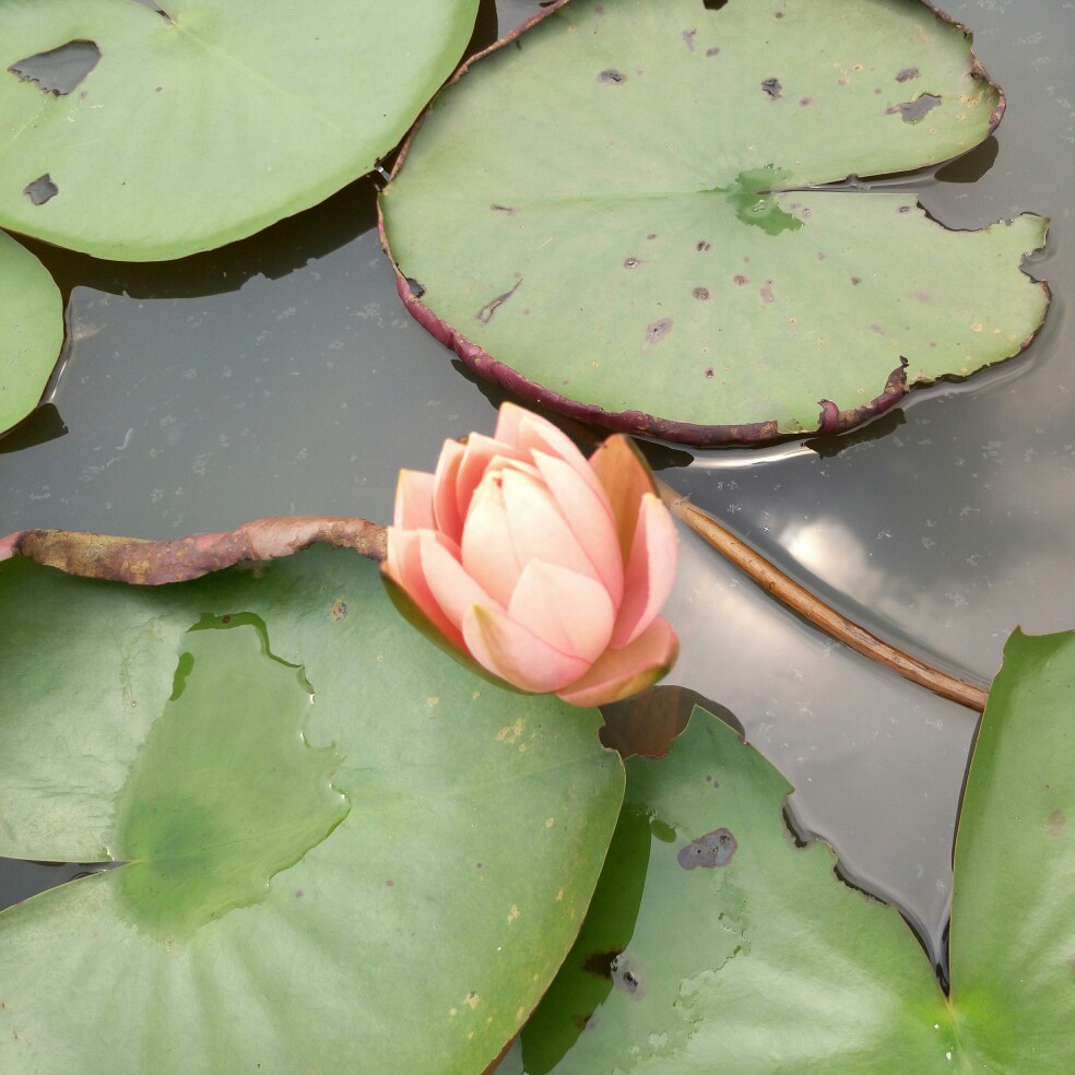 花骨朵儿