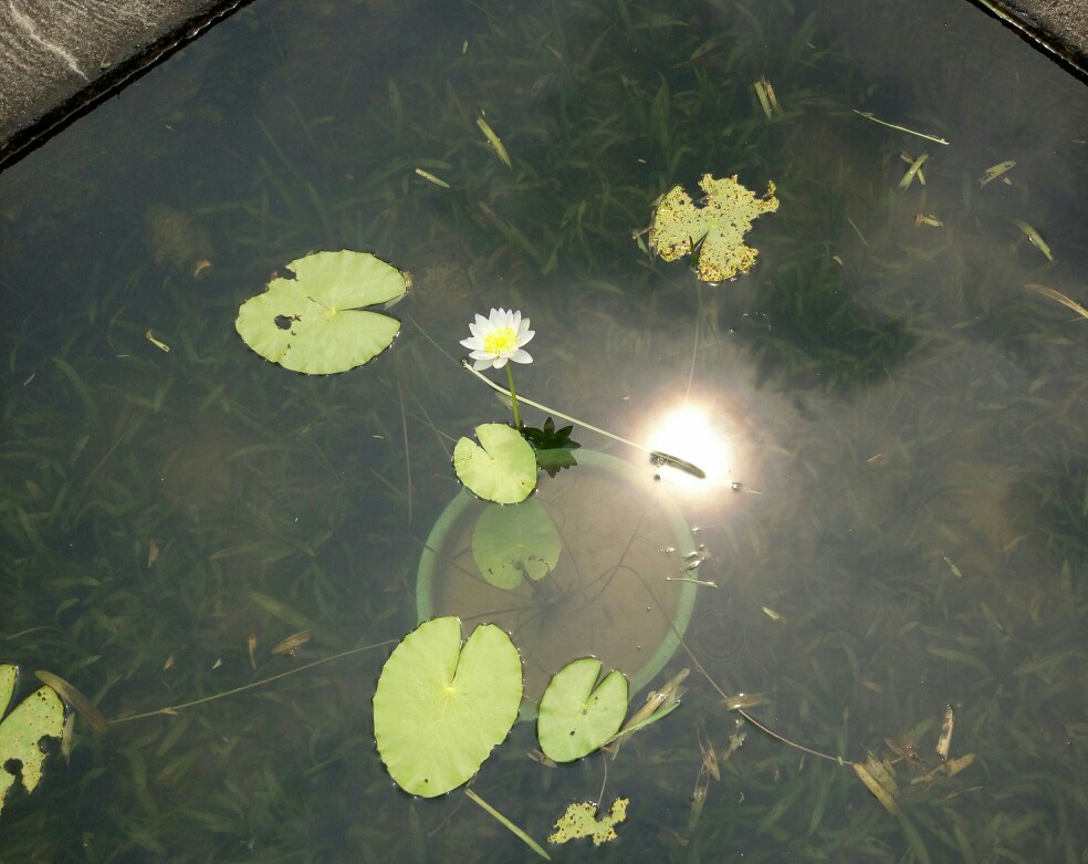 与太阳肩并肩