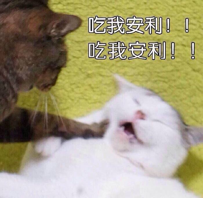 ♤表情包猫咪吃我安利