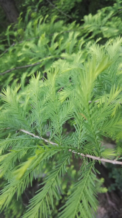 无锡三国城附近
喜欢的绿色