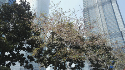 上海环球金融中心
很喜欢这三棵树
那天起了很大的风白色的花瓣像下雨一样散下来好开心