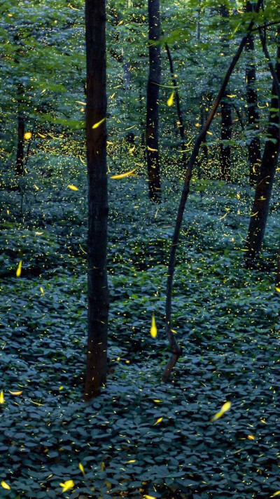 绿色 森林 摄影 壁纸 简约 夏天的味道 清新 干净