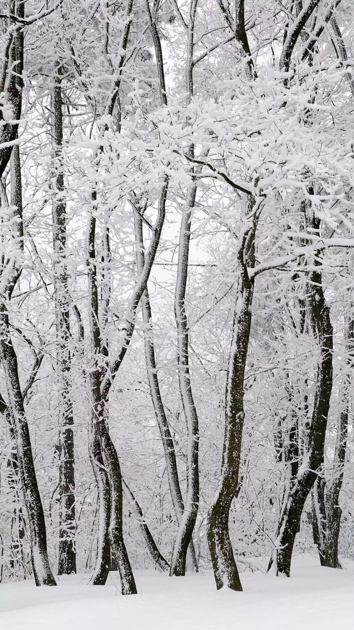 雪景