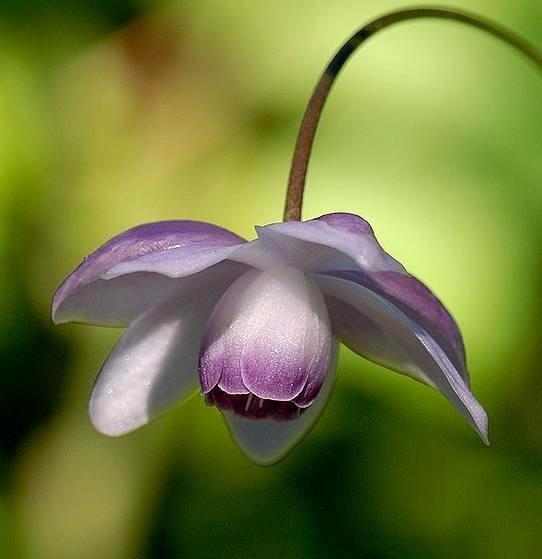 奇花异卉——莲花升麻