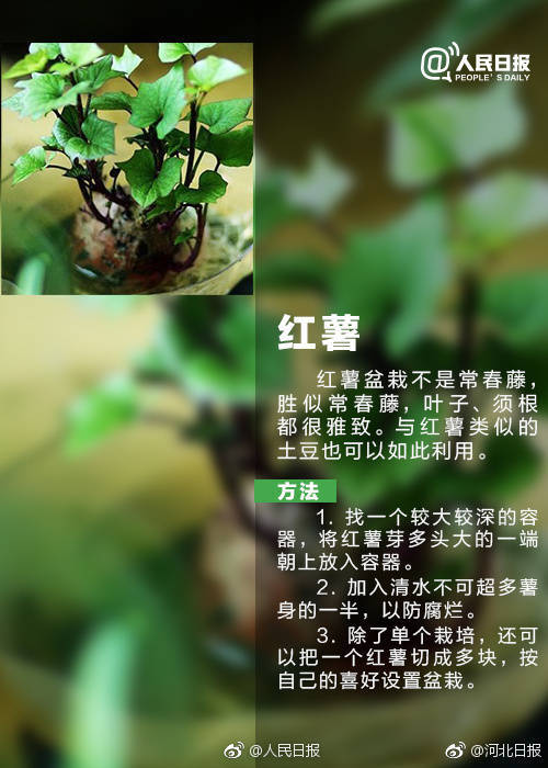 红薯种植