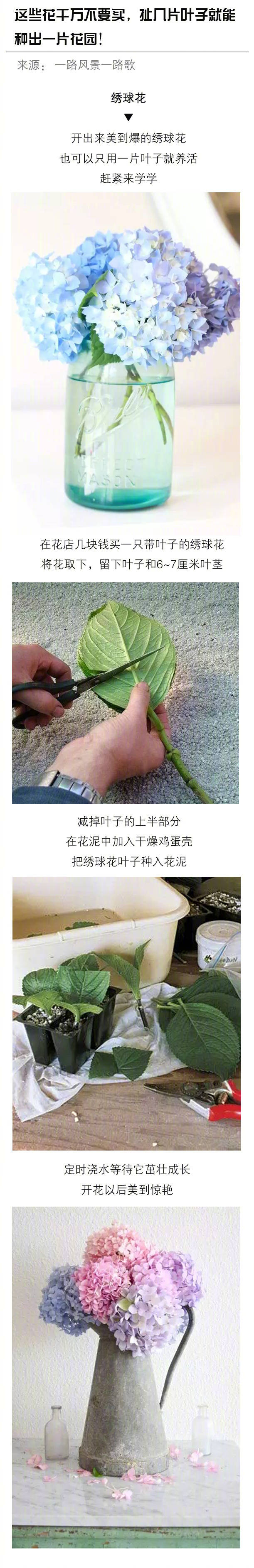 绣球花种植