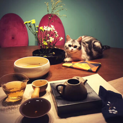 茶