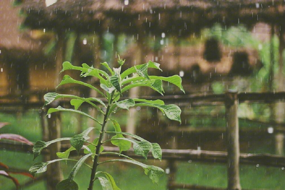 只知雨碎江南.情事稀疏.再不生杂念.唯等时光苍老。