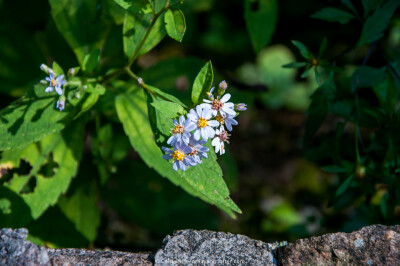 小花素材