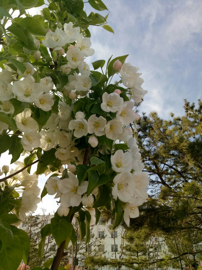 苹果花