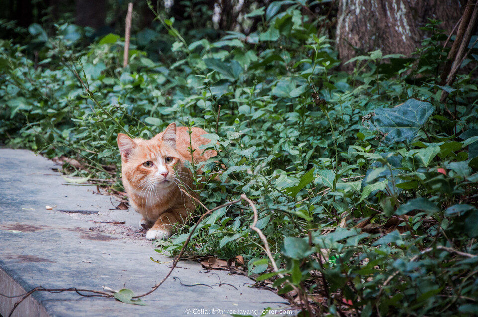 流浪的猫咪