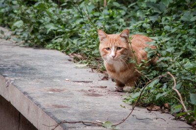 流浪猫