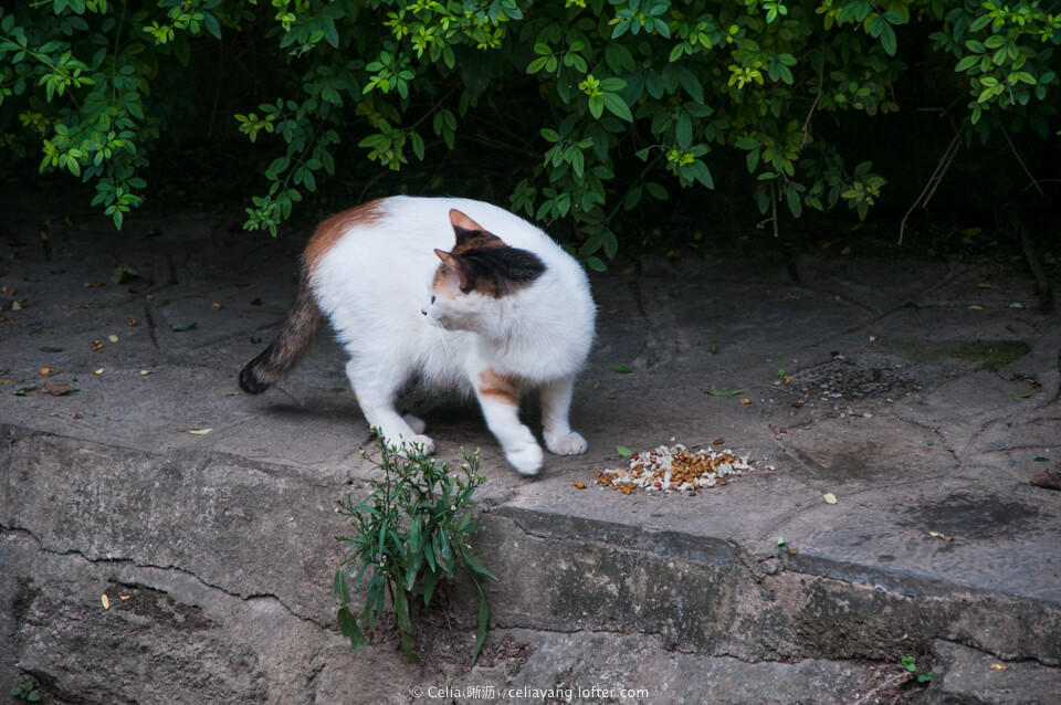 流浪猫