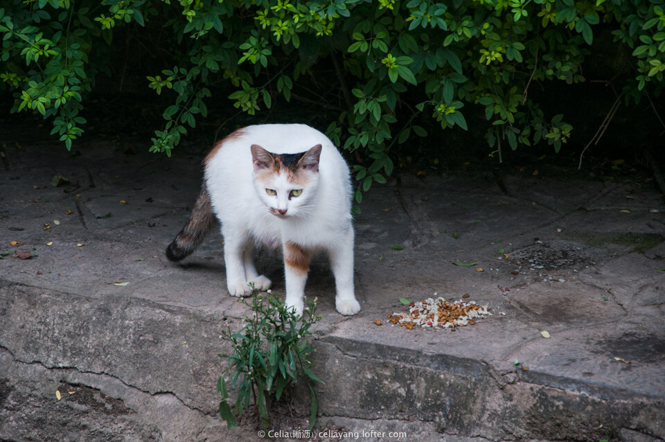 流浪猫