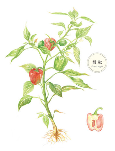 #飞乐鸟作品# 《蔬之绘》——民以食为天，但你真的认识那些躺在盘子里的菜吗？