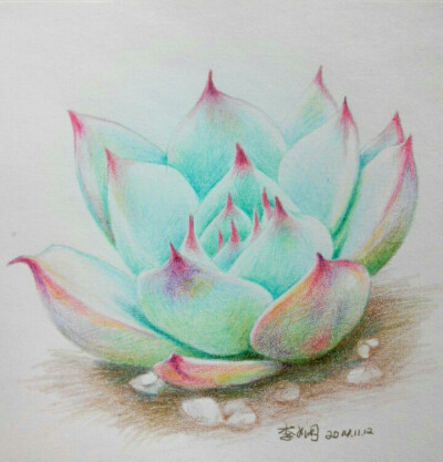 彩铅手绘多肉植物插画