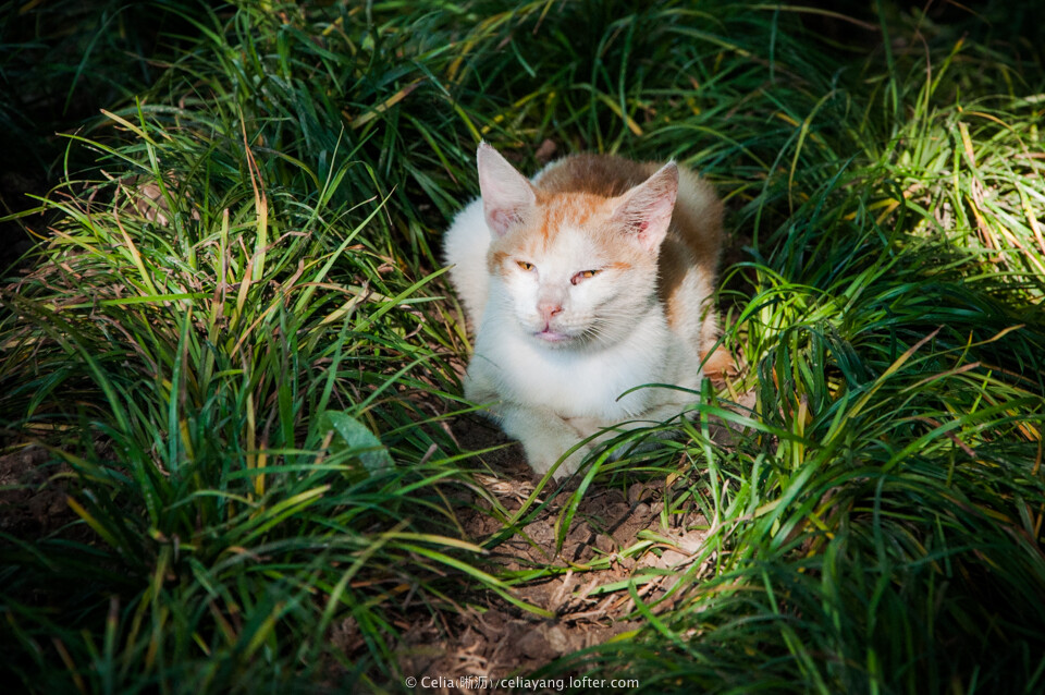 流浪猫