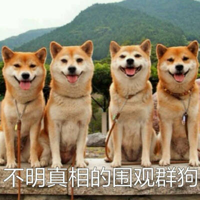 柴犬 表情包