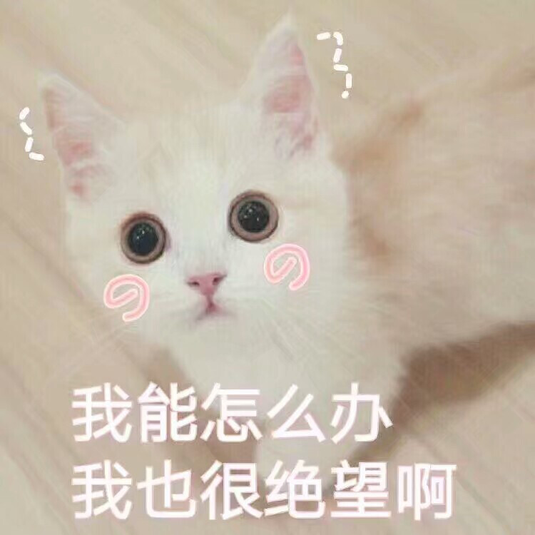 可爱喵星人 猫咪表情包