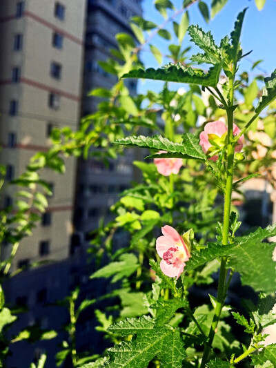 养了半年，终于开花了，