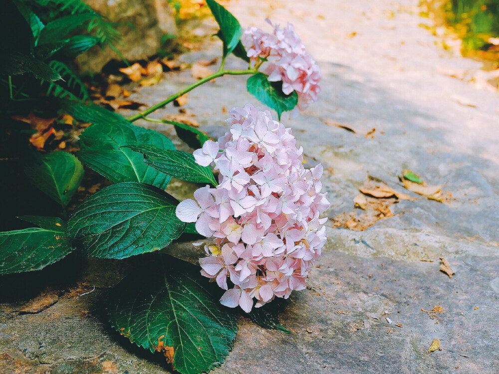 紫阳花