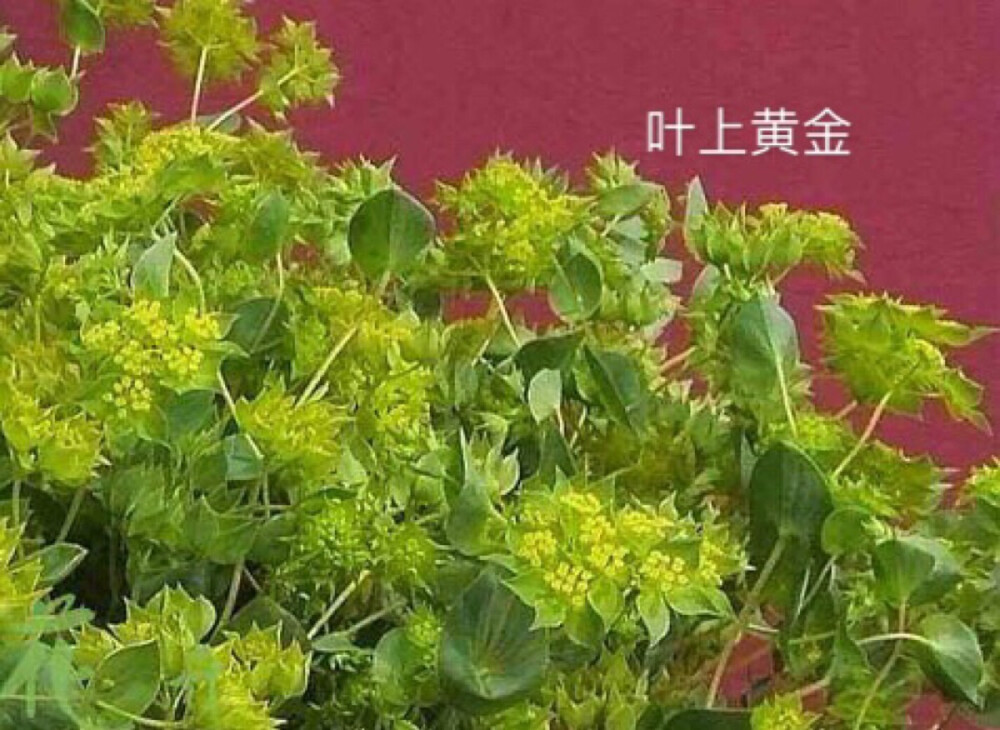 花材认知