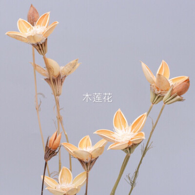 花材认知