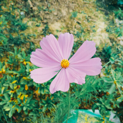 院落里的波斯菊