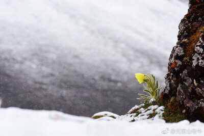 #滇西北野花# 六月飞雪的迪庆高原，各种壮美的环境，全缘叶绿绒蒿 Meconopsis integrifolia 一个种就能撑个九宫格。 @元宝山老牛